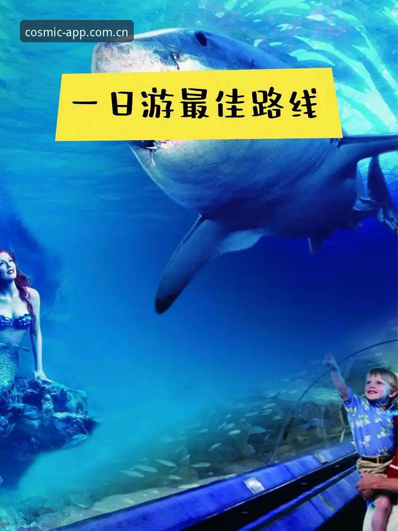从"等直播"到"追数据"：CN星空体育入口的三种打开方式